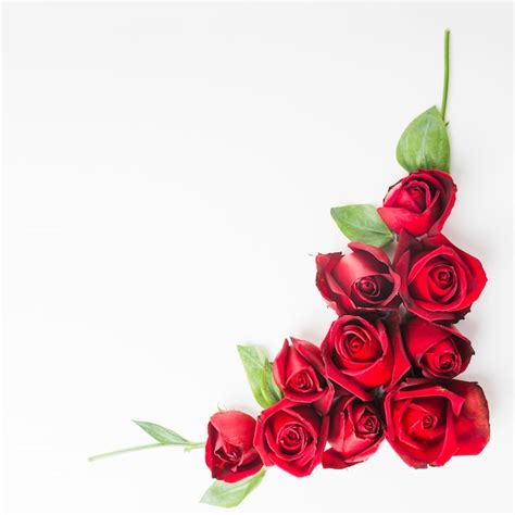 Red beautiful roses on white background | Free Photo