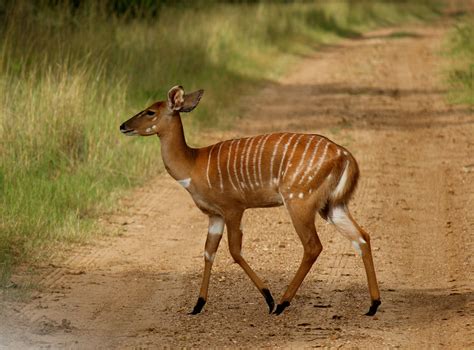 Nyala - a South African Antelope