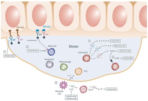 Current and Innovated Managements for Autoimmune Bullous Skin Disorders ...