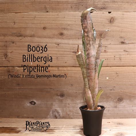 【送料無料】 Billbergia 'Pipeline'〔ビルベルギア〕現品発送B0036 | plane plants