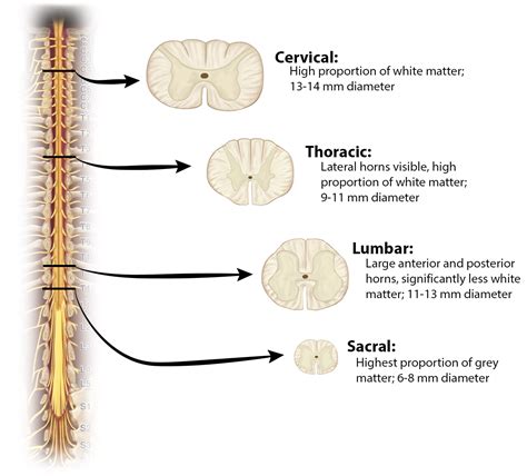 Label a diagram of a cross-section Spinal Cord Quiz - Face Surgery