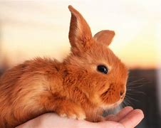 Image result for Long Haired Baby Bunny