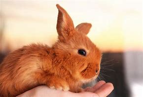 Image result for Animated Baby Bunny