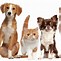 Image result for Pets HD