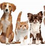Image result for High Resolution Pets
