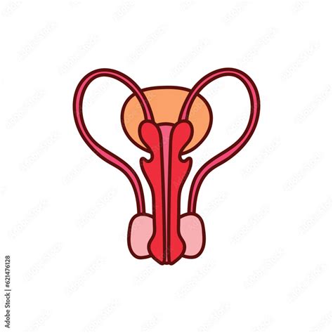 Image result for Male Reproductive System Easy Drawing