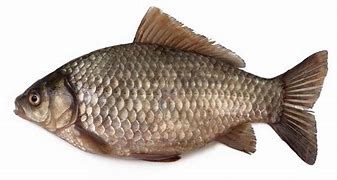 Image result for crucian