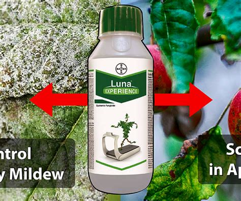 Bayer Luna Experience: Control Powdery Mildew and Scab in Apples – Agriplex