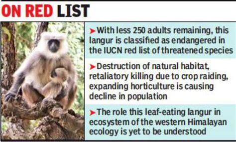 Only 250 adults of Himalayan gray langur species exist, finds study ...