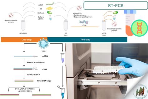 RT-PCR Method 的图像结果
