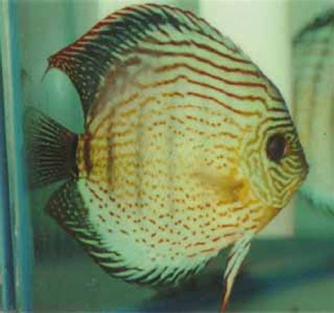 Image result for Turquoise Discus Fish