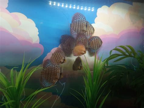 Image result for Red Leopard Discus