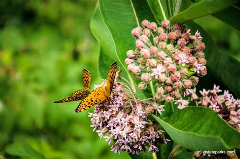 OsmorePond-12.jpg | Vermont State Parks