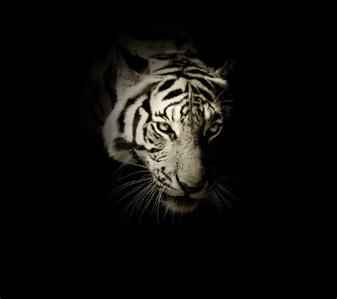 Black And White Tigers Wallpapers - Wallpaper Cave