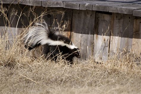 Hibernating Skunk