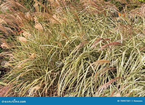 Ornamental Grass, Miscanthus Sinensis, Chinese Silver Grass Grow Stock ...