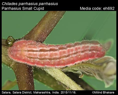 Chilades parrhasius | Butterfly