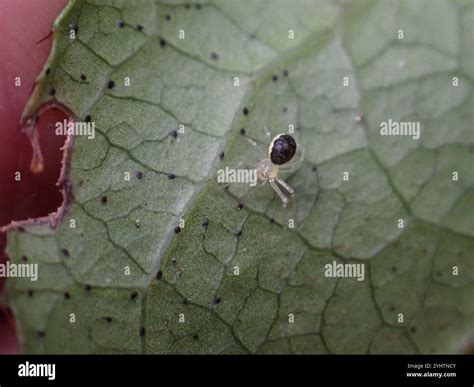 Comb-footed Spiders (Theridiidae Stock Photo - Alamy