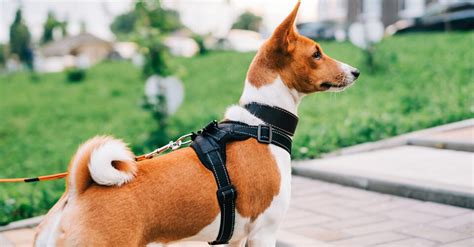 Choosing the Perfect Dog Belt for Safety and Style
