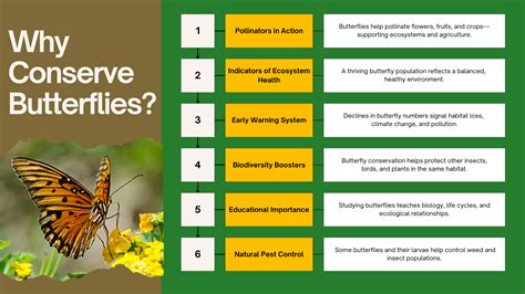 Butterfly Conservation Strategies That Are Making A Real Difference - Sigma Earth - habitat of butterfly