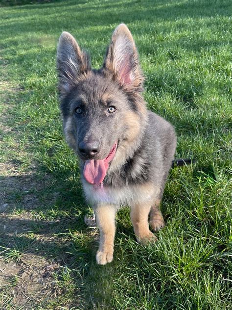 Blue Merle German Shepherd