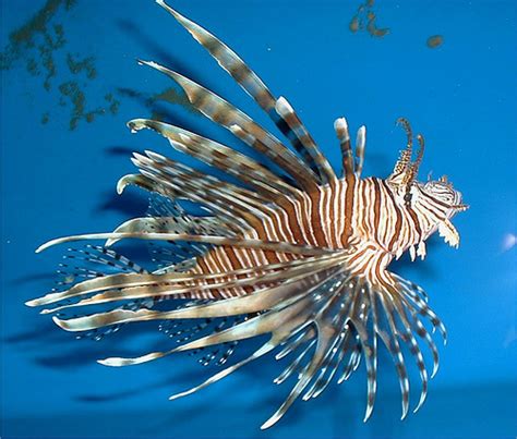 Why Invasive Lionfish Are So Hard To Eradicate From South Florida ...