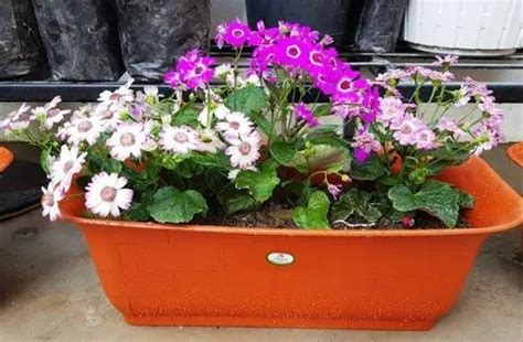 Gardens Need, Delhi - Manufacturer of Round Planter and Plastic Planters
