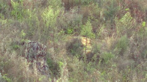 Image result for Ground Hogs Exploding Gunshot