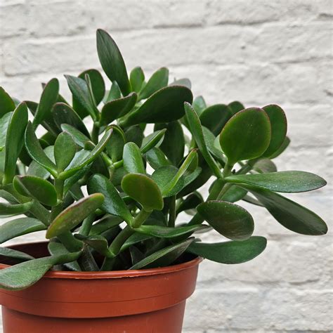 Crassula Plant Seeds for Planting, 100 - Dharaseeds