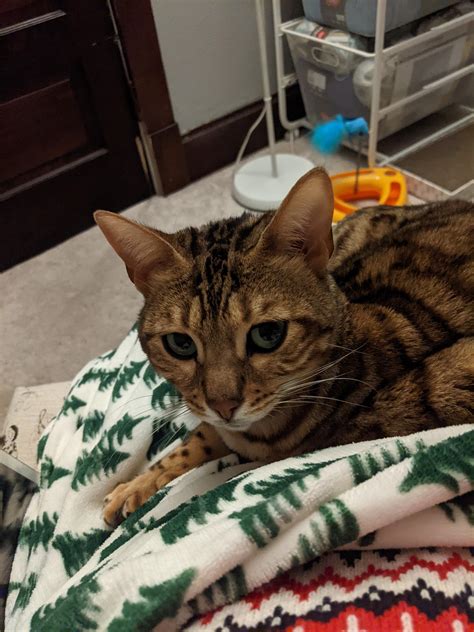 I brought this little girl home 48 hours ago, and she's already a lap ...