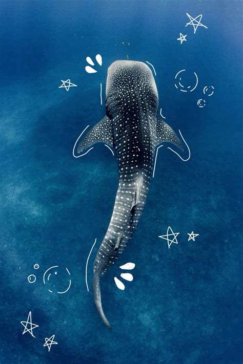Cute Whale Shark Background