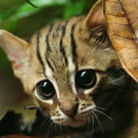 Smallest Cats In The World