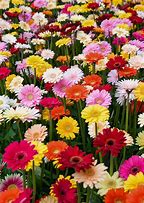 Image result for Gerbera Daisy Artificial Flowers