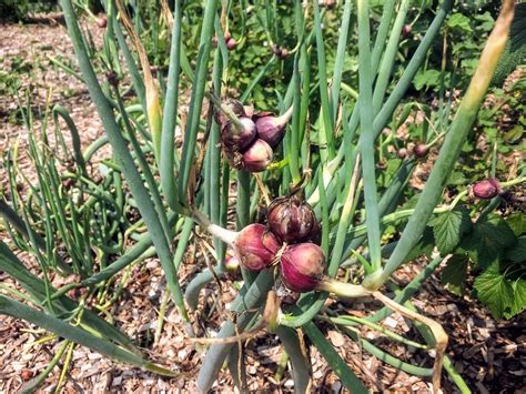 Amazon.com : Set 30 Egyptian Walking Onions Bulbs, Large Egyptian ...