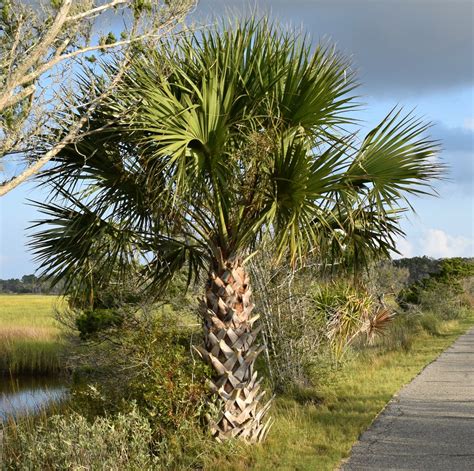 Using Georgia Native Plants: Native Palms of Georgia