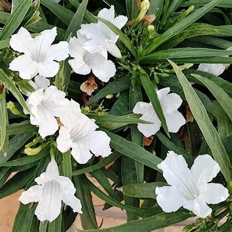 EverSneh Real Live White Mexican Petunia Ruellia Simplex Flower Outdoor ...