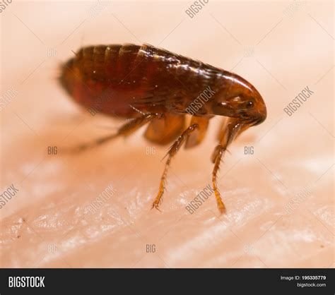 Flea 的图像结果