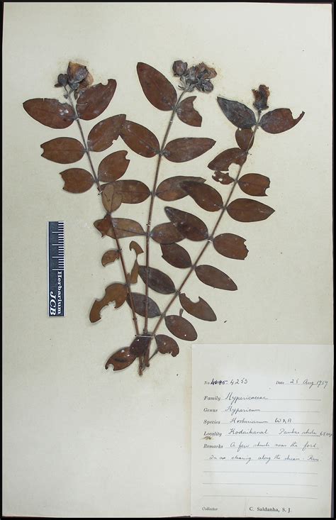 Herbarium JCB