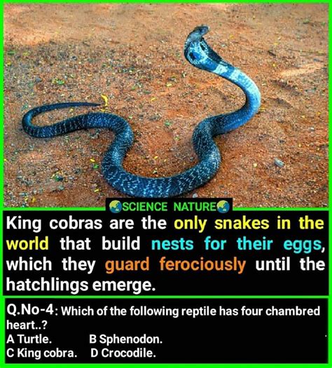 Fascinating Facts About King Cobras and Their Unique Nest-Building Behavior