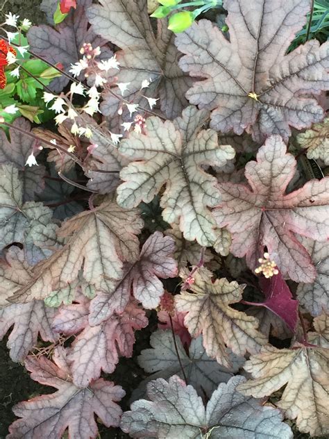 Heuchera plum pudding pbr coral bells – Artofit