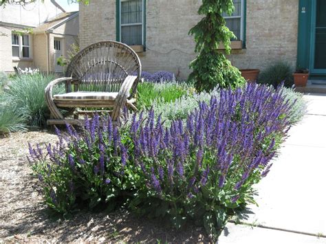 Salvia nemorosa 'May Night' (Meadow Sage, Garden Sage) - Mountain ...