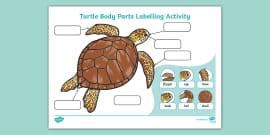 Label the Sea Turtle Worksheet for Kids | Twinkl USA