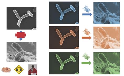 Short Communication: Preliminary Differences Identified in Genes ...