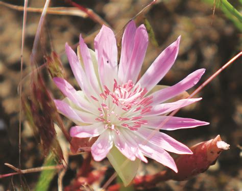 Montanas State Flower