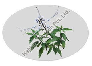 Java Tea Extract Manufacturer, Supplier from Indore