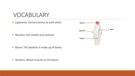 Image result for Musculoskeletal System Word