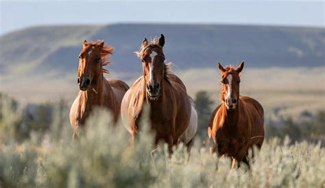 US agency to remove one million acres of wild horse habitat - Earth.com