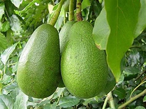 Rare Hybrid Hass Variety Avocado Seedling Live Plant : Amazon.in ...