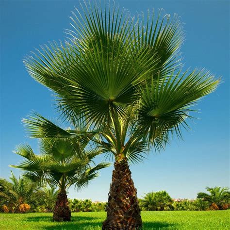 Palma Washingtonia Filifera | Záhradníctvo Garden Team