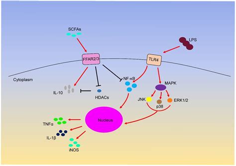 Short-Chain Fatty Acids and Their Association with Signalling Pathways ...